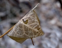 Blatt_DSC2117 Kopie.jpg   26.04
